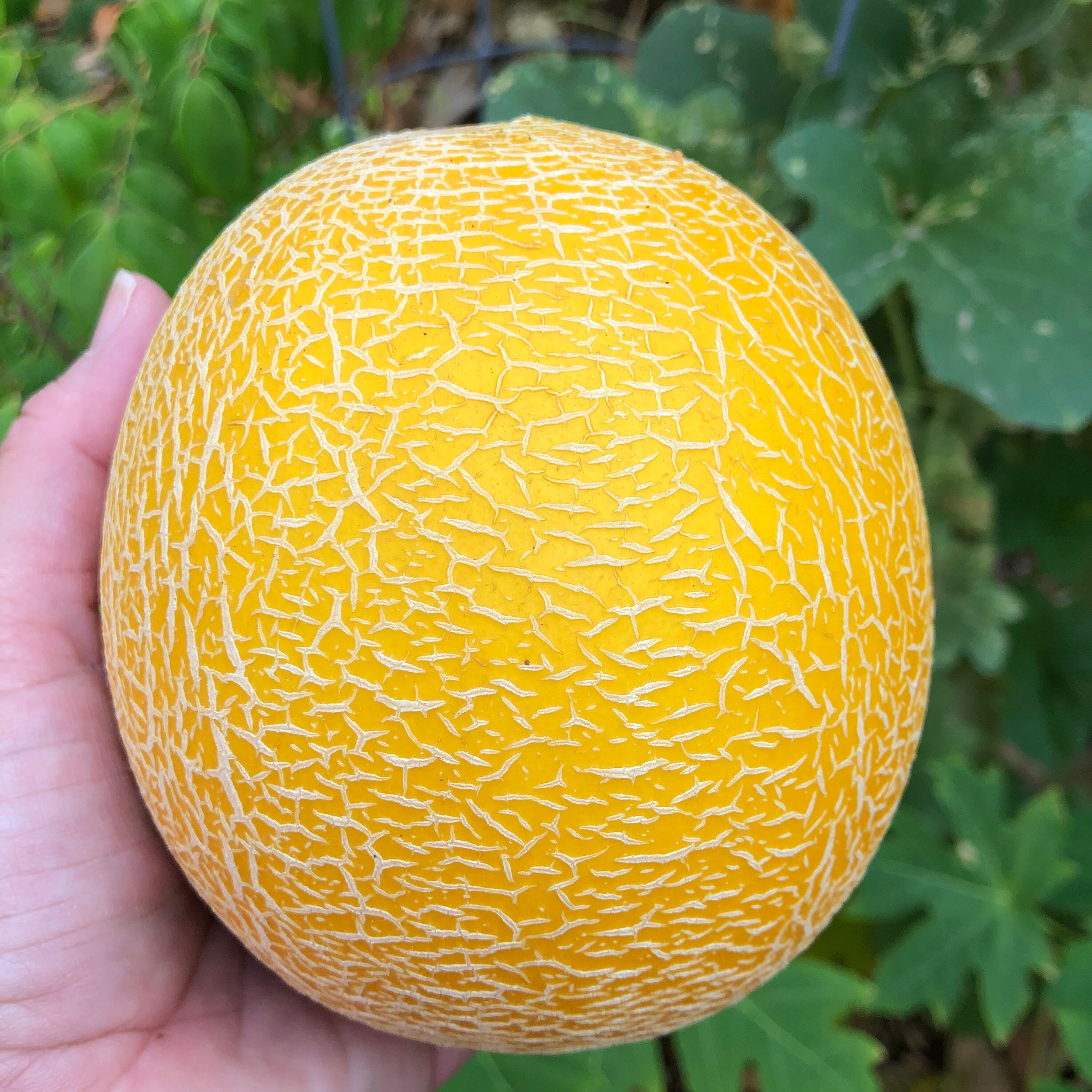 Galia Melon Seed/30 Galia Melon Seeds/Heirloom Melon Etsy