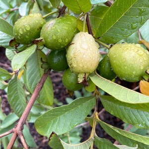 May include: Close-up of green guava fruit growing on a branch with green leaves. The fruit is covered in small water droplets.