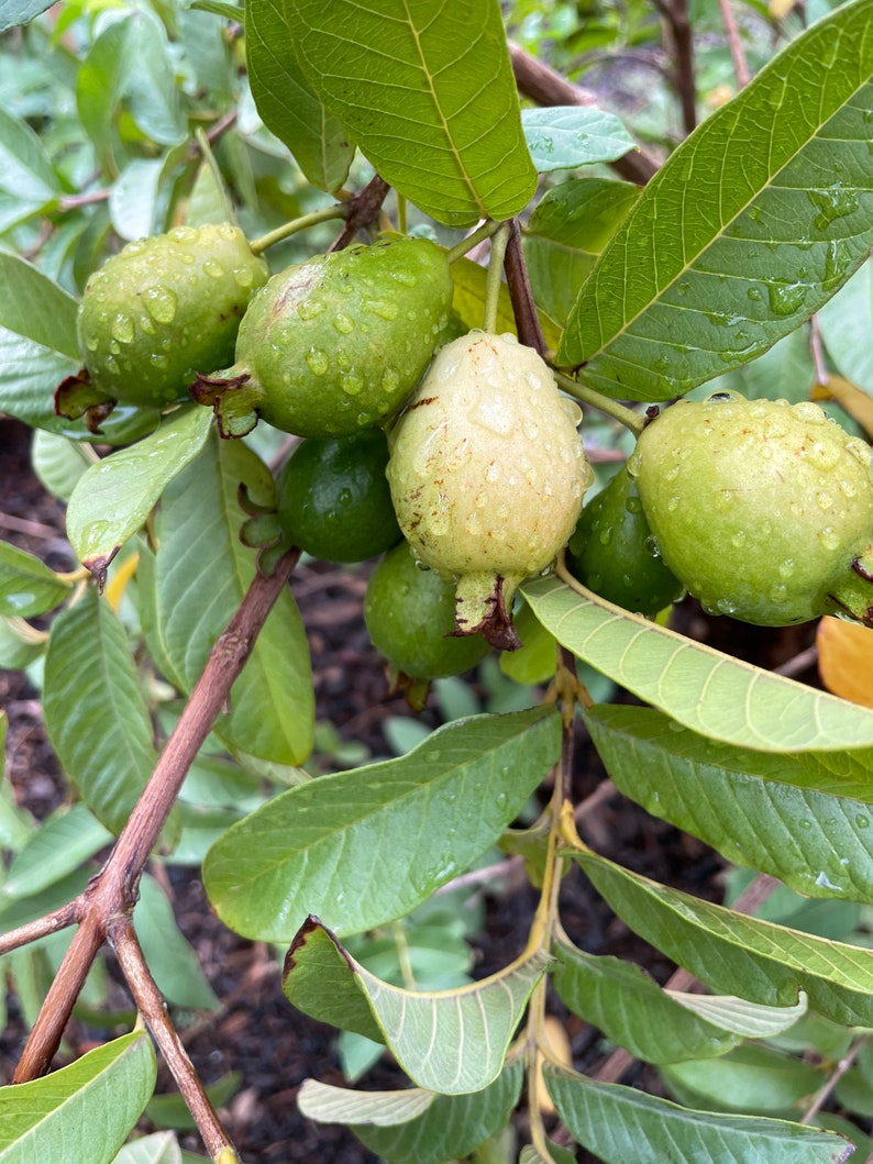 May include: Close-up of green guava fruit growing on a branch with green leaves. The fruit is covered in small water droplets.