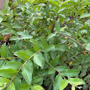 May include: A close-up of a guava tree with green leaves and small, unripe fruit. The leaves are glossy and appear to be wet from recent rain.
