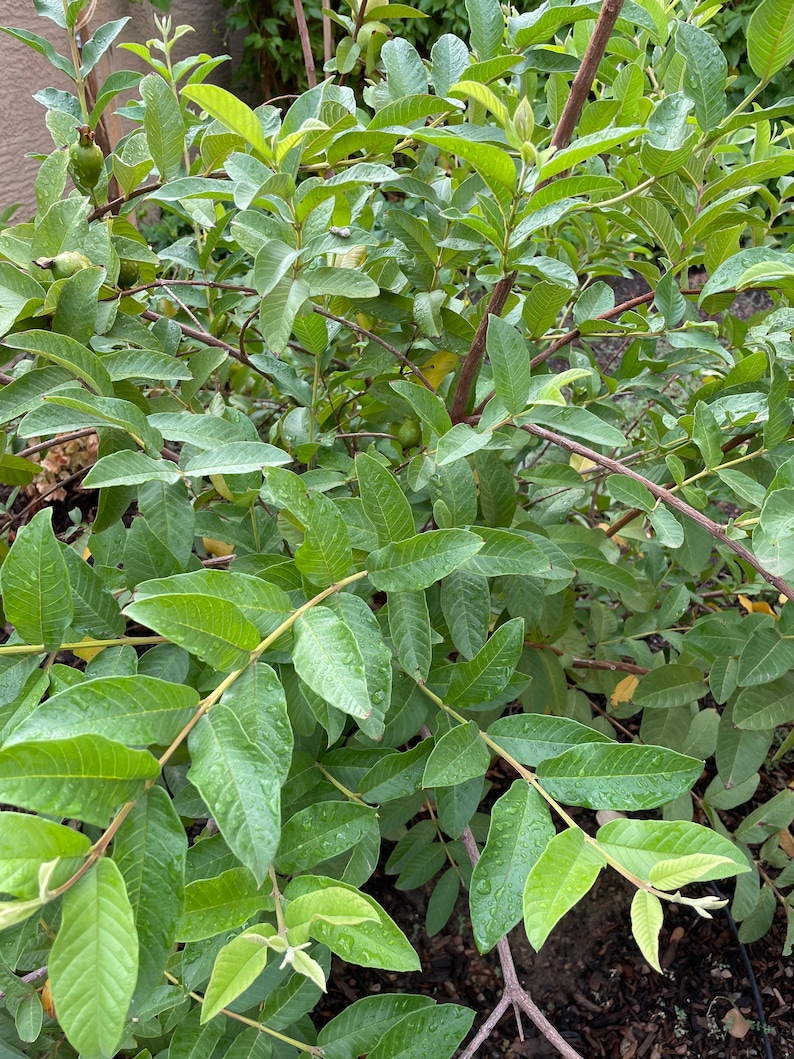 May include: A close-up of a guava tree with green leaves and small, unripe fruit. The leaves are glossy and appear to be wet from recent rain.