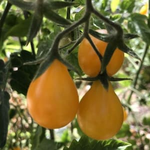 Yellow Pear Tomato Seeds/30 Organic Heirloom Yellow Pear Tomato Seeds/Tomato Seed/Heirloom Tomato Seed/Organic Tomato Seed/Garden Seed