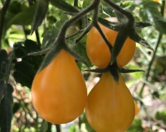 Yellow Pear Tomato Seeds/30 Organic Heirloom Yellow Pear Tomato Seeds/Tomato Seed/Heirloom Tomato Seed/Organic Tomato Seed/Garden Seed