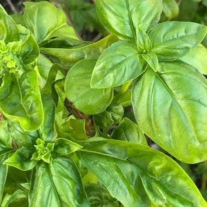 May include: Close-up of vibrant green basil leaves, showcasing their glossy texture and intricate veining. The image highlights the fresh, healthy appearance of the herb, with a focus on the details of the leaves and their natural, organic form. The basil is in a garden.