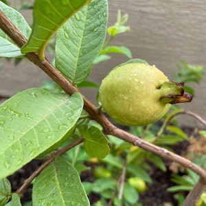 Xali White Guava Seeds/20 Organically Grown Guava Seeds/Guava/Xali Guava/Seed/Garden Seed/Tropical Fruit Seed/Rare Seed