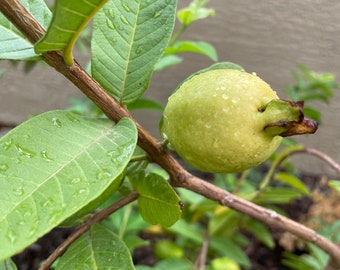 Xali White Guava Seeds/20 Organically Grown Guava Seeds/Guava/Xali Guava/Seed/Garden Seed/Tropical Fruit Seed/Rare Seed