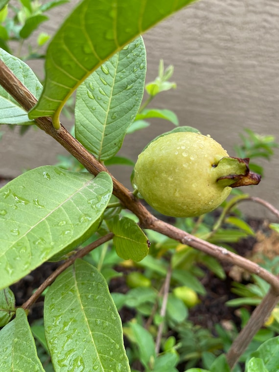 Xali White Guava Seeds/20 Organically Grown Guava Seeds/Guava/Xali Guava/Seed/Garden Seed/Tropical Fruit Seed/Rare Seed