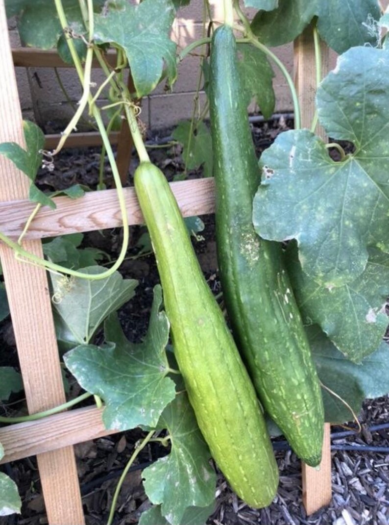 Loofah Seeds/25 Organically Grown Loofah Etsy