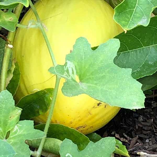 Canary Melon Seeds/30 Canary Melon Seeds/Canary Melon/Heirloom Seed/Melon Seed/Garden Seed/Rare Seed