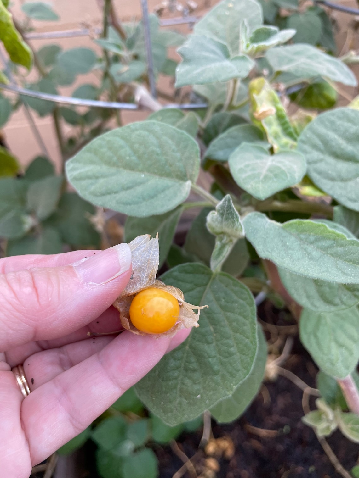 Cape Gooseberry/peruvian Ground Cherry/golden Berry/heirloom Seed