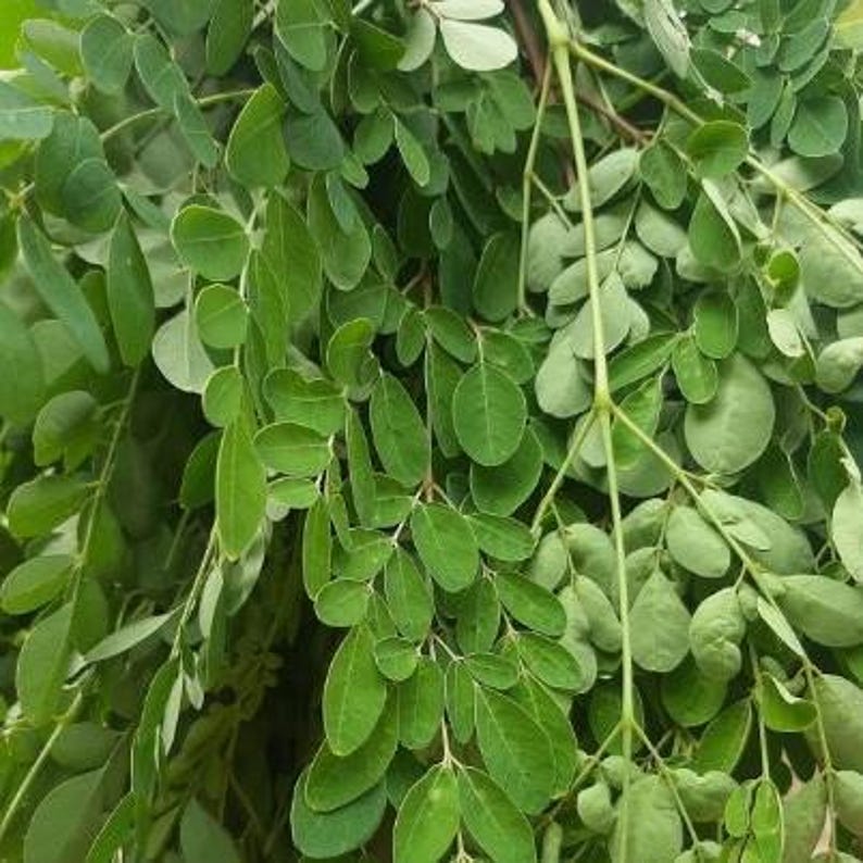 May include: Close-up of fresh green moringa leaves. The leaves are small, oval-shaped, and densely packed on the branches. The image showcases the vibrant green color and texture of the leaves, highlighting their natural freshness and botanical detail.