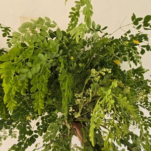 May include: A large bundle of fresh, green moringa leaves and stems. The leaves are small and oval-shaped, with a vibrant green color. Some small white flowers and yellow leaves are also visible, creating a natural, organic aesthetic.