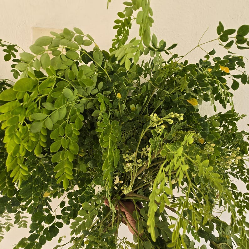 May include: A large bundle of fresh, green moringa leaves and stems. The leaves are small and oval-shaped, with a vibrant green color. Some small white flowers and yellow leaves are also visible, creating a natural, organic aesthetic.
