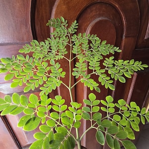 May include: A close-up of a moringa tree branch with many small, green leaves. The leaves are a vibrant green color and are arranged in a symmetrical pattern along the branch. The background is a dark brown wooden door.