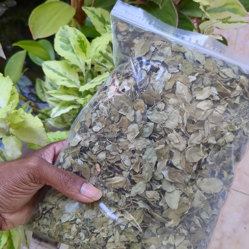 May include: A clear plastic bag filled with dried green leaves. The bag is held in front of a background of green and yellow-green foliage. The leaves appear to be a natural product, possibly for culinary or medicinal use.