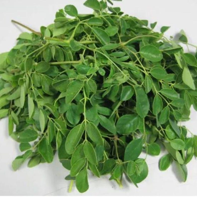 May include: A close-up shot of a bundle of fresh, green moringa leaves. The leaves are small, oval-shaped, and densely packed together, with a few stems visible. The leaves have a vibrant green color, suggesting freshness and vitality.