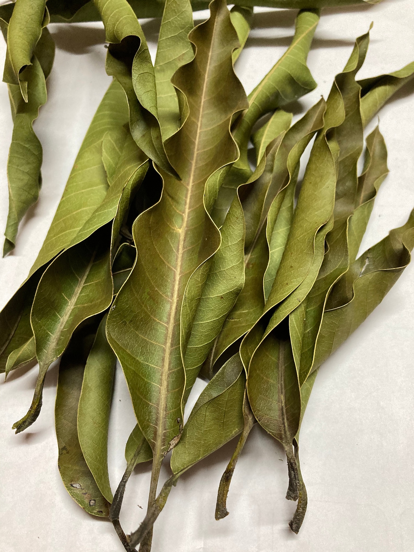 Dried Mango Leaves 100 Organic Leaf From Sri Lanka Mango Etsy