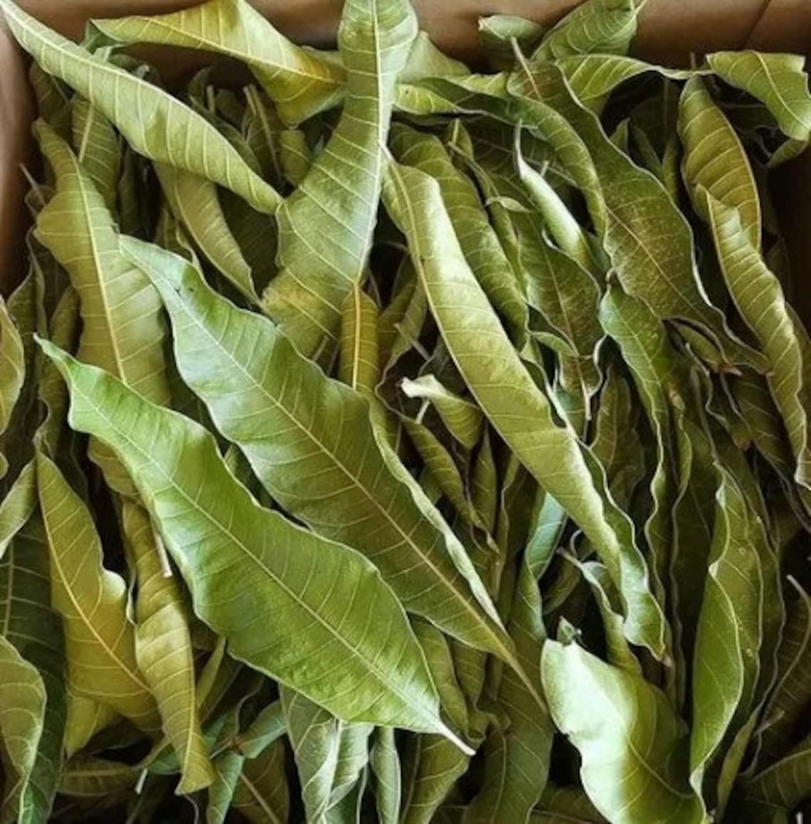 Dried Mango Leaves 100 Organic Leaf From Sri Lanka Mango Etsy