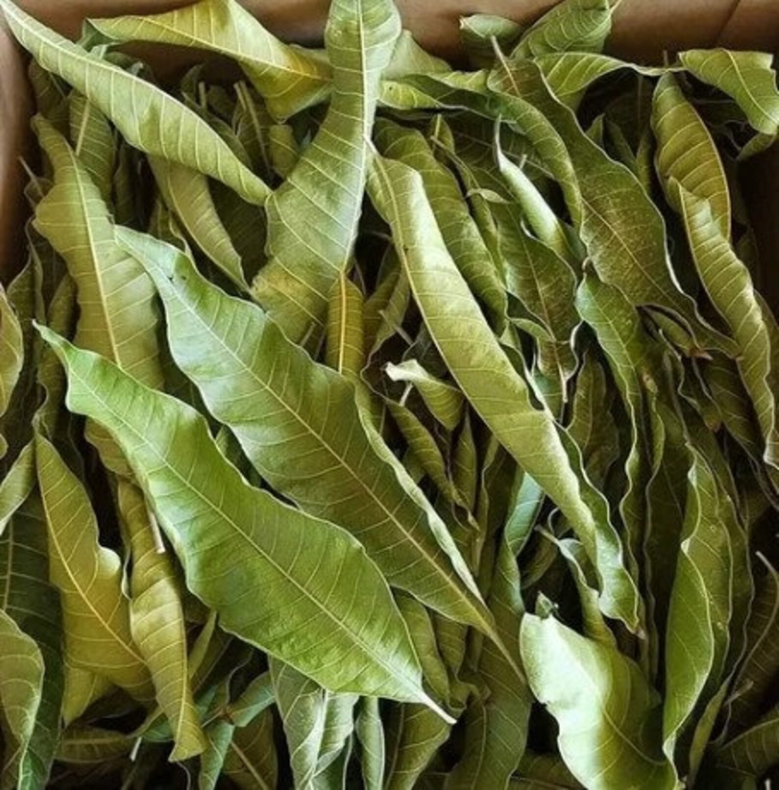 Dried Mango Leaves 100 Organic Leaf From Sri Lanka Mango Etsy