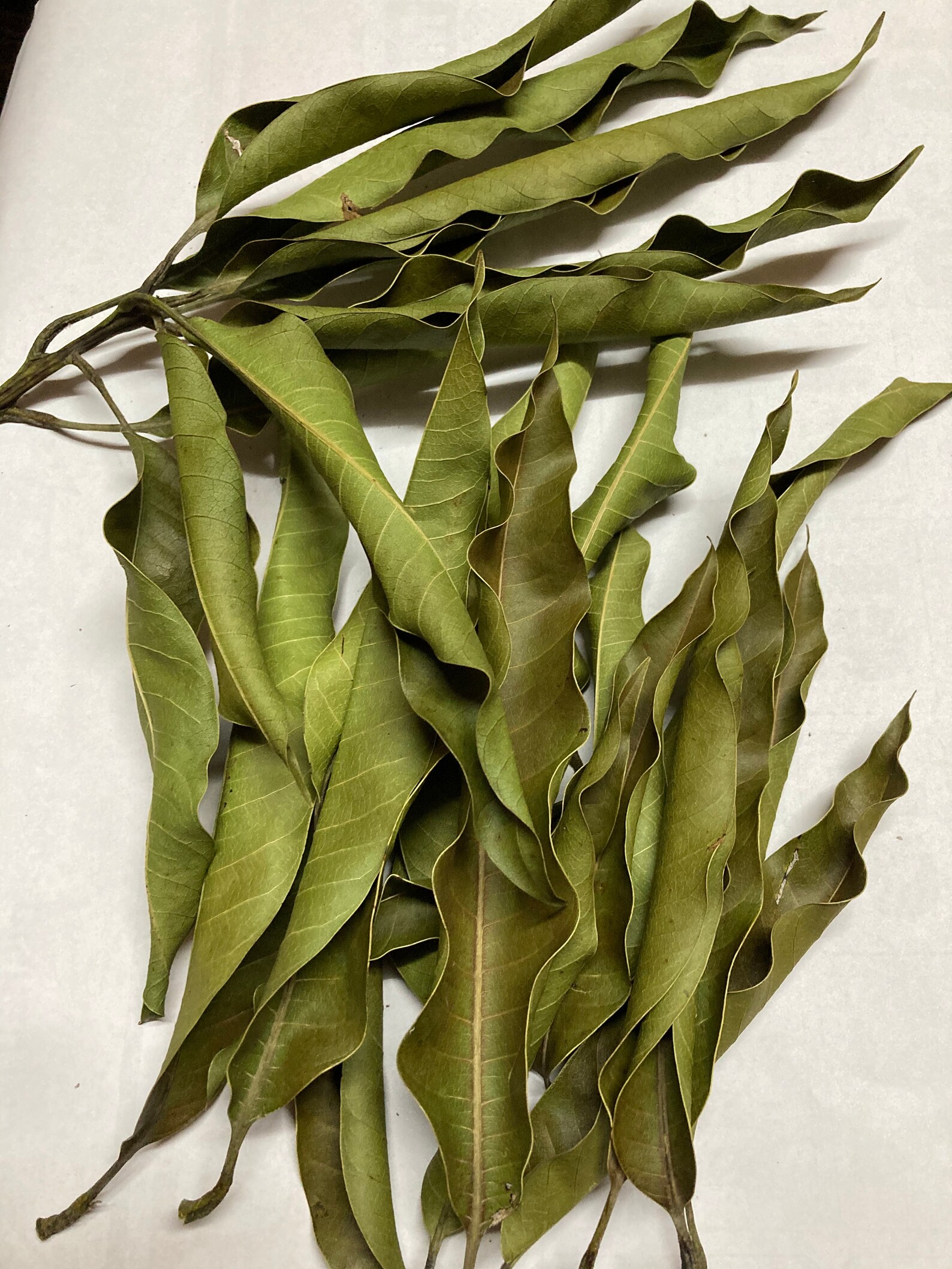 Dried Mango Leaves 100 Organic Leaf From Sri Lanka Mango Etsy