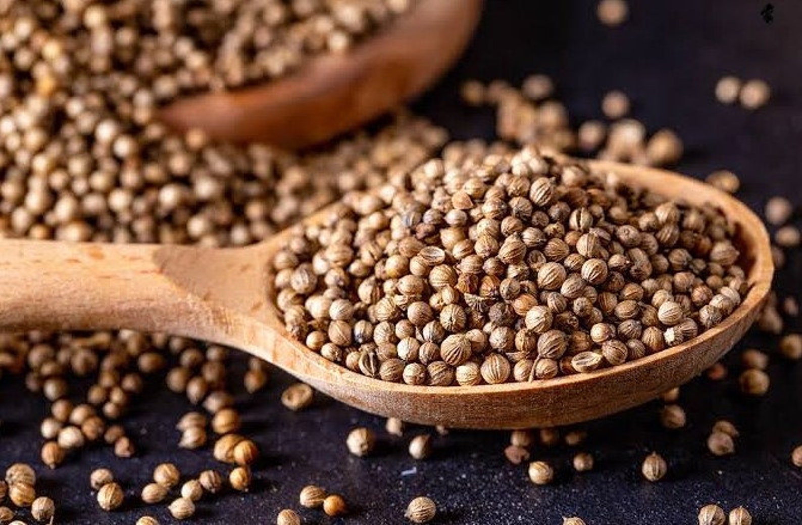 Dried Coriander Seeds 100 Organic Coriander Sativa Health Etsy