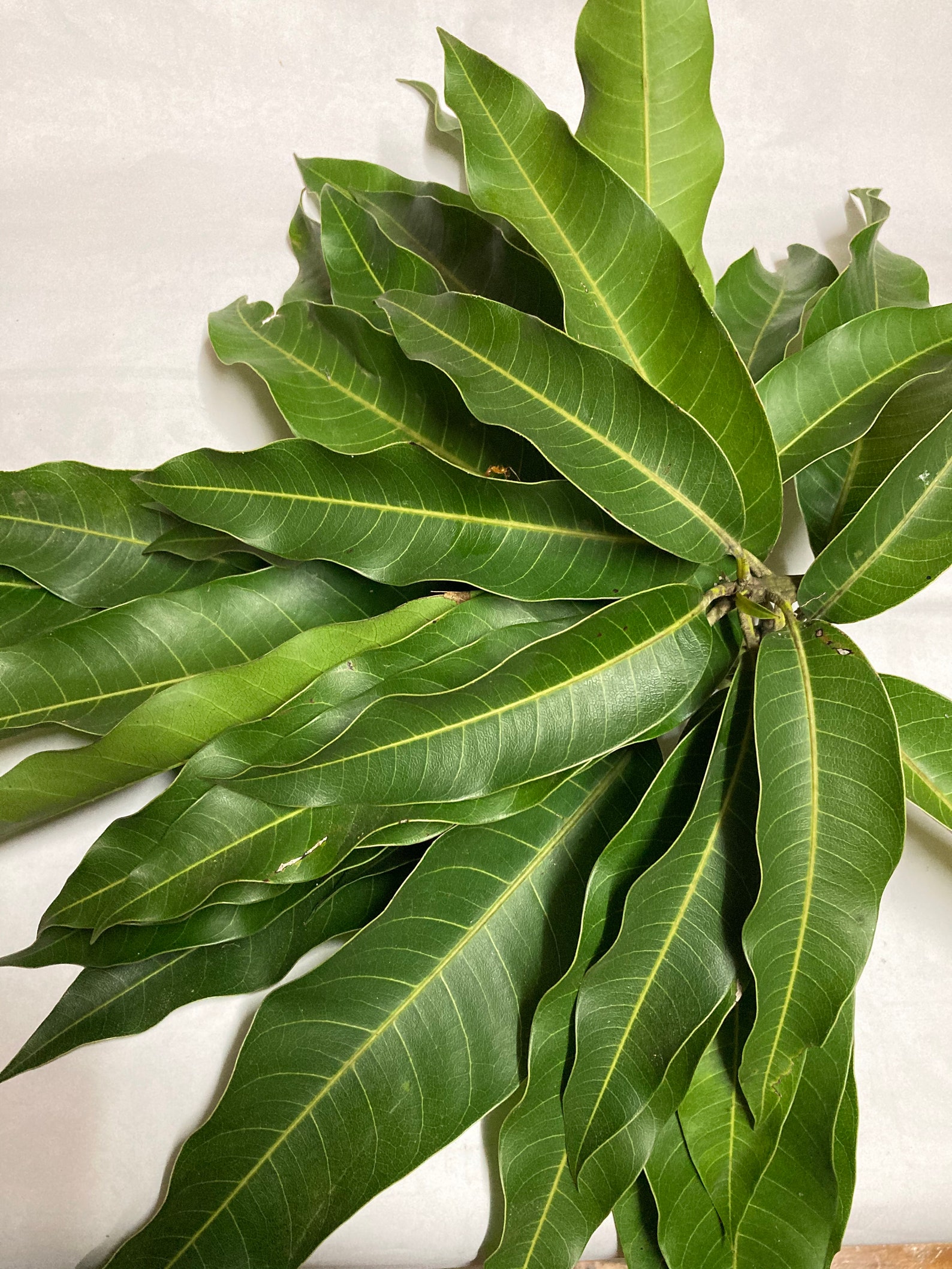 Dried Mango Leaves 100 Organic Leaf From Sri Lanka Mango Etsy