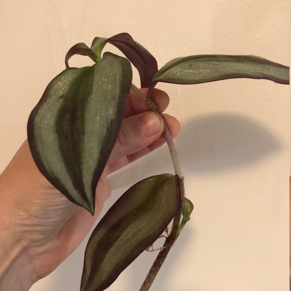 Tradescantia Zebrina (Wandering Jew) plant rooted cutting 4+ leaves 6" height