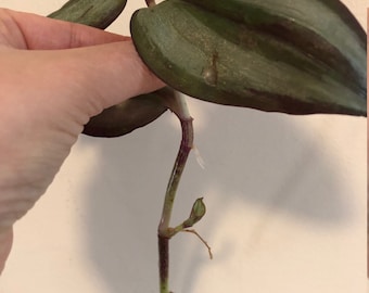 Tradescantia Zebrina (Wandering Jew) plant rooted cutting 4+ leaves 6" height