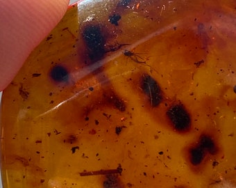 May include: A close-up of a piece of amber with several insects trapped inside. The amber is a warm, honey color and the insects are dark brown and black.