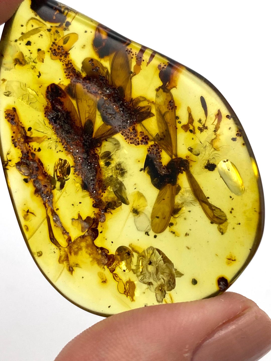 Rarity Natural Colombian Amber With 3 Wasps Insects Hand Polished Stone ...