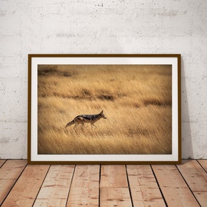 Art mural animaux africains, chacal à imprimer, photographie de nature sauvage, téléchargement d&#39;affiche, photo d&#39;art animalier, photographie de safari, animal de la savane