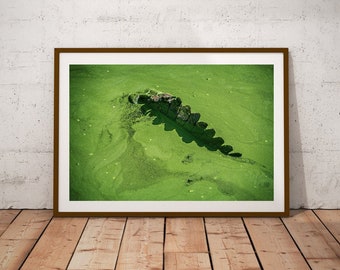 Minimalist Crocodile Photography Print, Green Wild Animal Decor (Digital Download)
