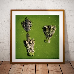 Crocodile Large Decor, Wild Animals Printable, Digital Download, Alligator Poster, Gift For Man, Fine Art Photography, Minimalist Wall Art