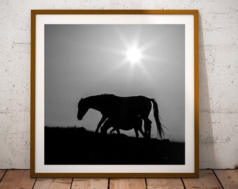 Fotografía de caballos salvajes, lámina cuadrada con imágenes de animales (descarga instantánea)