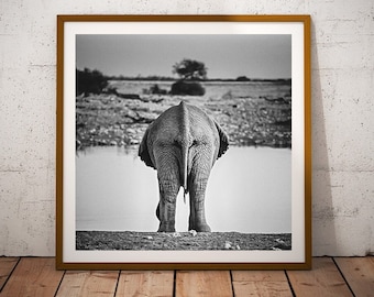 May include: Black and white photograph of an elephant's rear end standing in a shallow body of water. The elephant is facing away from the camera and has its trunk raised.