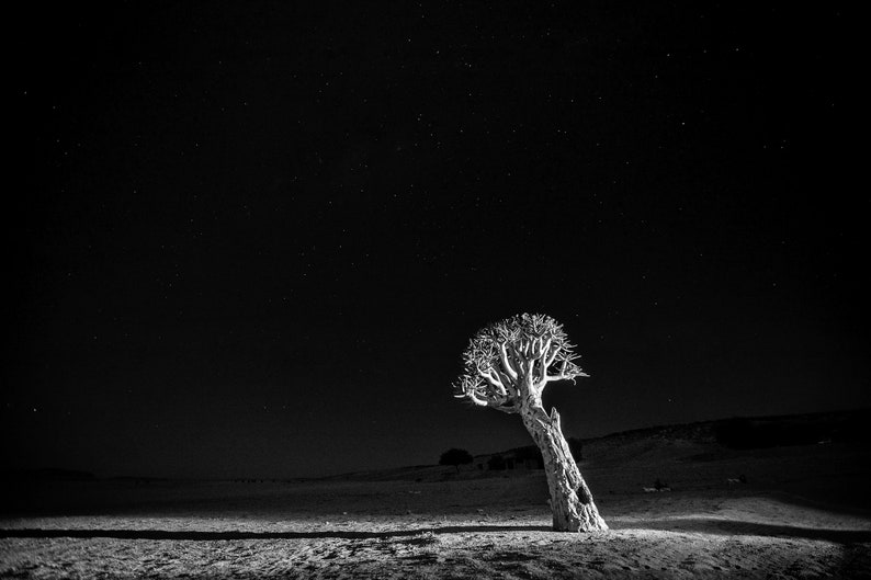 Black and White Desert Printable, Tree in Desert Wall Decor, Night Desert Wall Art, Quiver Tree