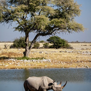 May include: A black rhinoceros walks towards a watering hole in a dry, grassy savanna. A small tree stands to the left of the rhino, and a small bird is visible in the foreground.