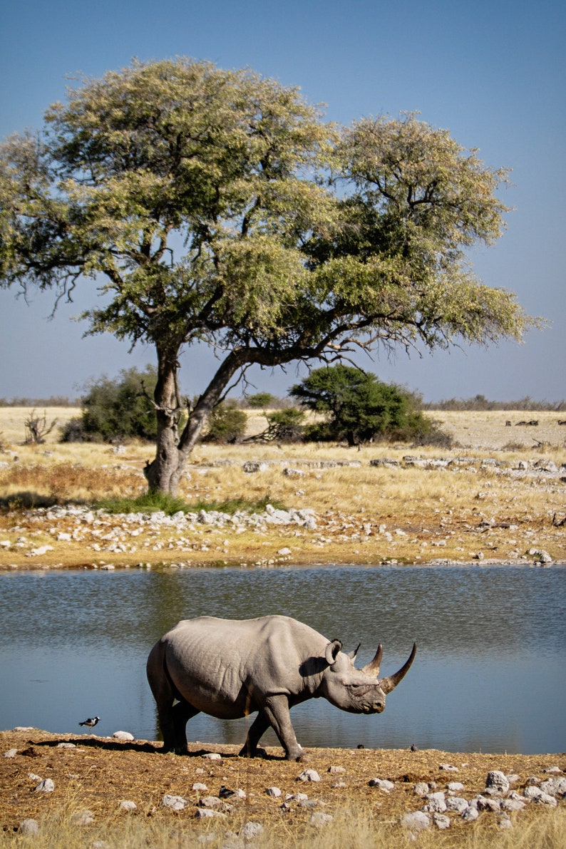 May include: A black rhinoceros walks towards a watering hole in a dry, grassy savanna. A small tree stands to the left of the rhino, and a small bird is visible in the foreground.