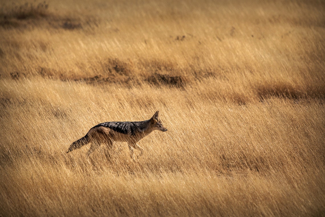 African Animal Wall Art Jackal Printable Wilderness Etsy