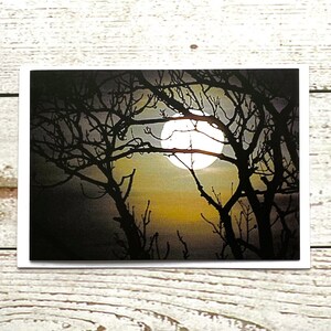 May include: A black and white photograph of a full moon shining through the branches of bare trees. The moon is bright white and the trees are silhouetted against the sky.