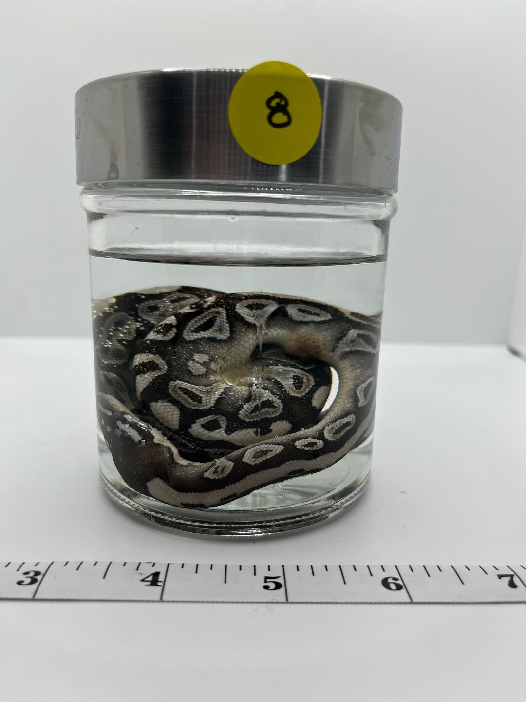 Wet Specimen normal Ball Python Hatchlings - Etsy