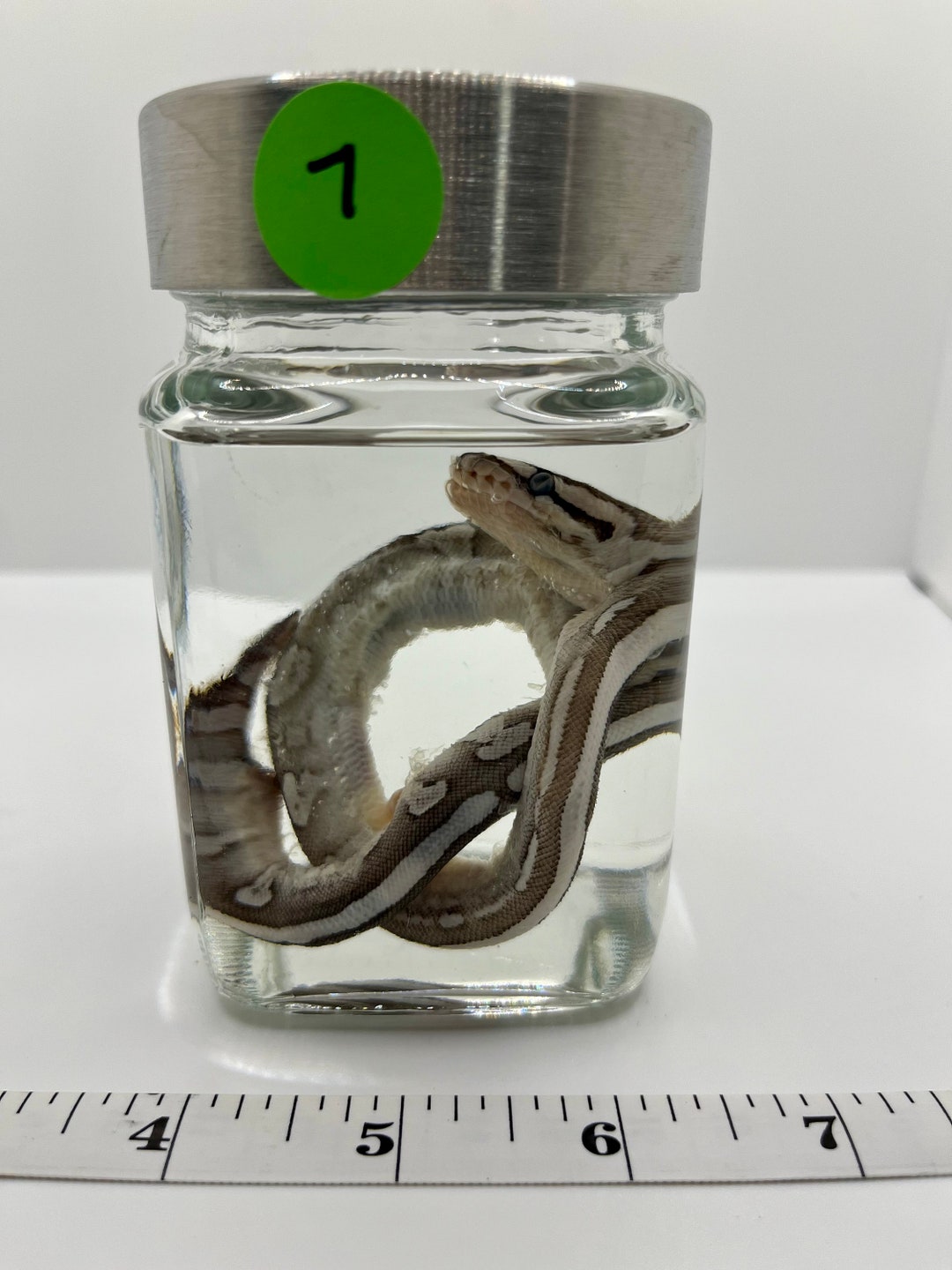 Ball Python Hatchling Wet Specimen - Etsy