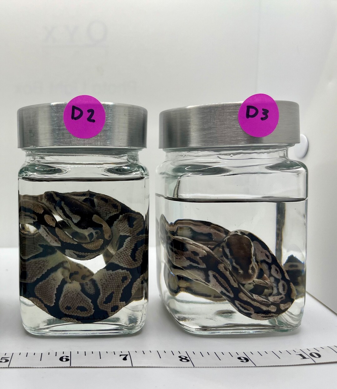 Wet Specimen normal Ball Python Hatchlings - Etsy