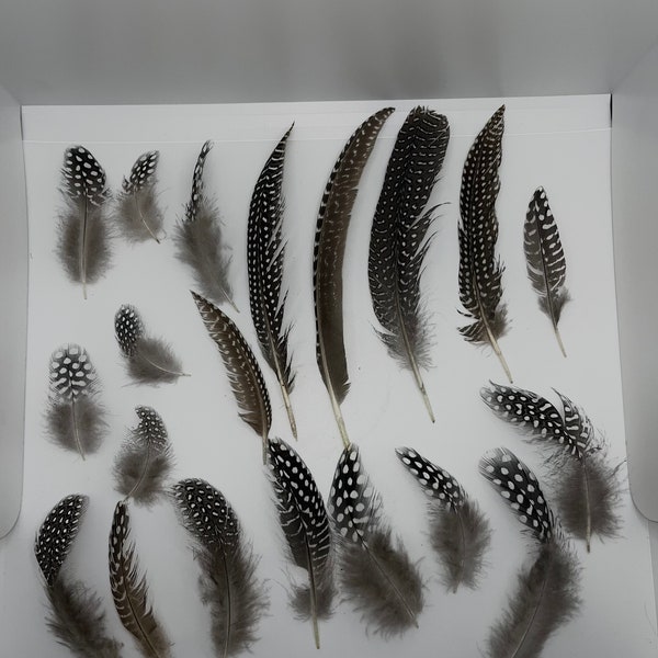 19ct. Craft Grade Guinea Fowl Feathers