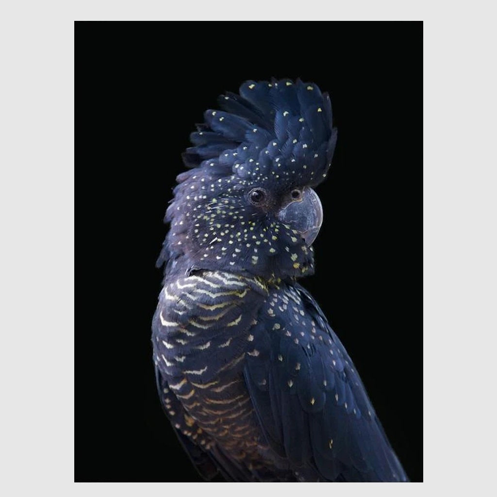 Wall Art Black Cockatoo Canvas Prints Poster Prints Etsy Australia
