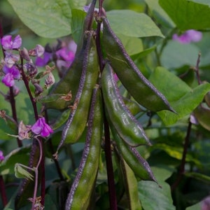 Hyacinth Bean 15 heirloom vegetable seeds