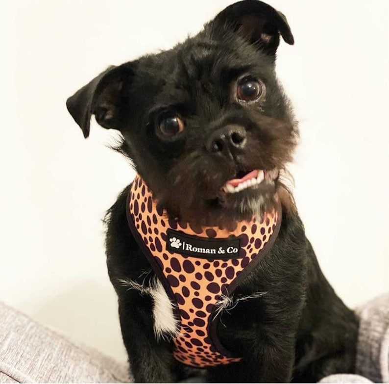 Reversible 2in1 Neoprone Adjustable Dog Harness Wild Thing Orange and Green Polka Dot