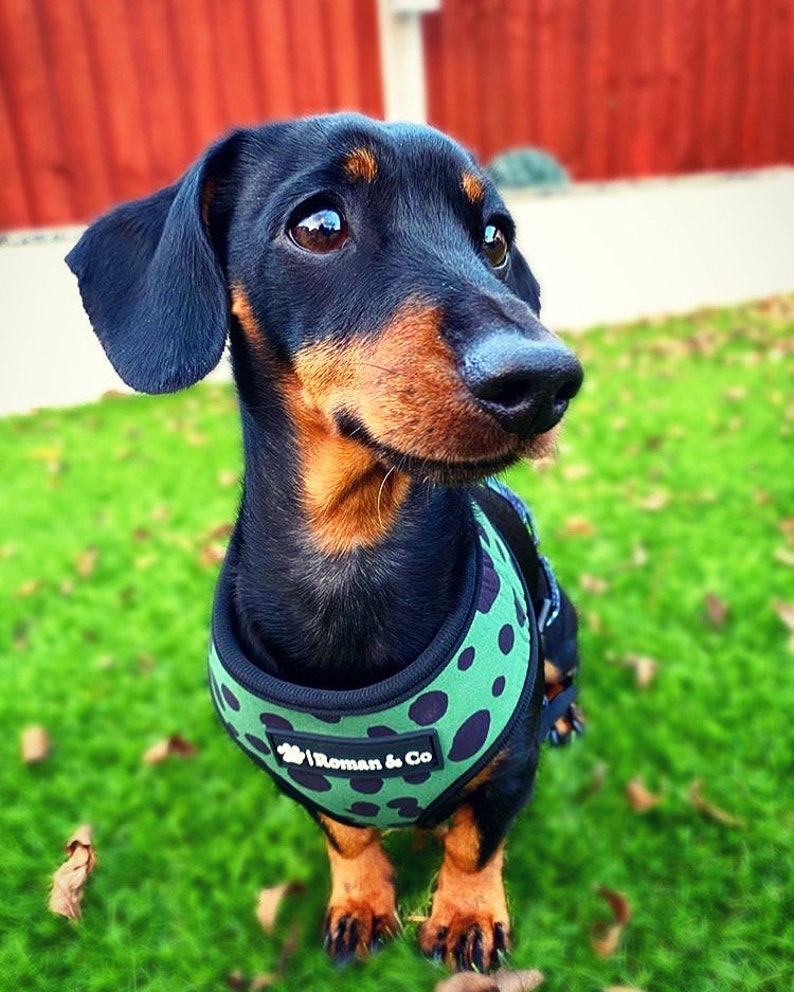 Reversible 2in1 Neoprone Adjustable Dog Harness Wild Thing Orange and Green Polka Dot