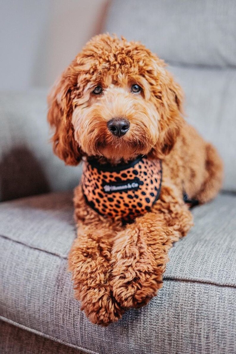 Reversible 2in1 Neoprone Adjustable Dog Harness Wild Thing Orange and Green Polka Dot