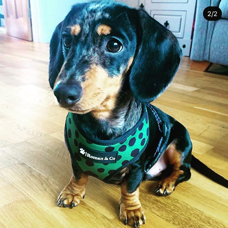 Reversible 2in1 Neoprone Adjustable Dog Harness Wild Thing Orange and Green Polka Dot